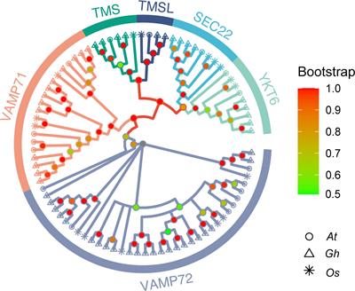 Genome-wide identification of R-SNARE gene family in upland cotton and function analysis of GhVAMP72l response to drought stress